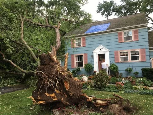 We can always count on the Arbor Tree guys to get it done right. The head guy is like the Ace Ventura of trees. 