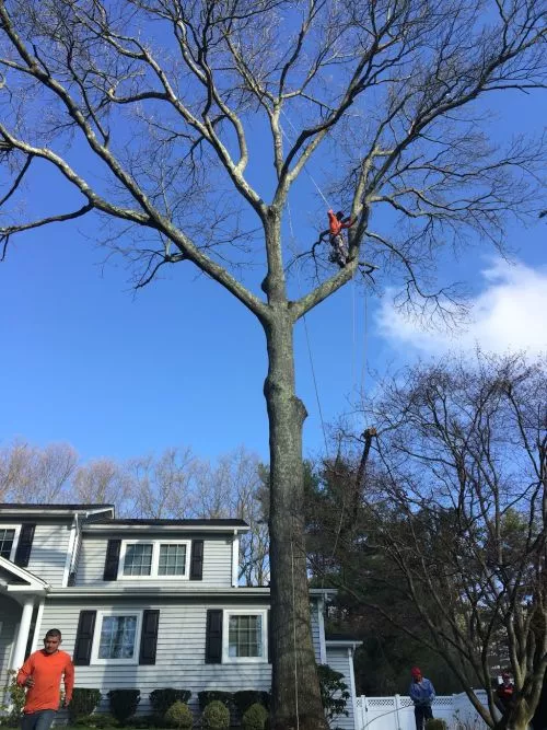 So one day I was taking a walk in my neighborhood and I saw Jones tree service and took their phone number because I needed