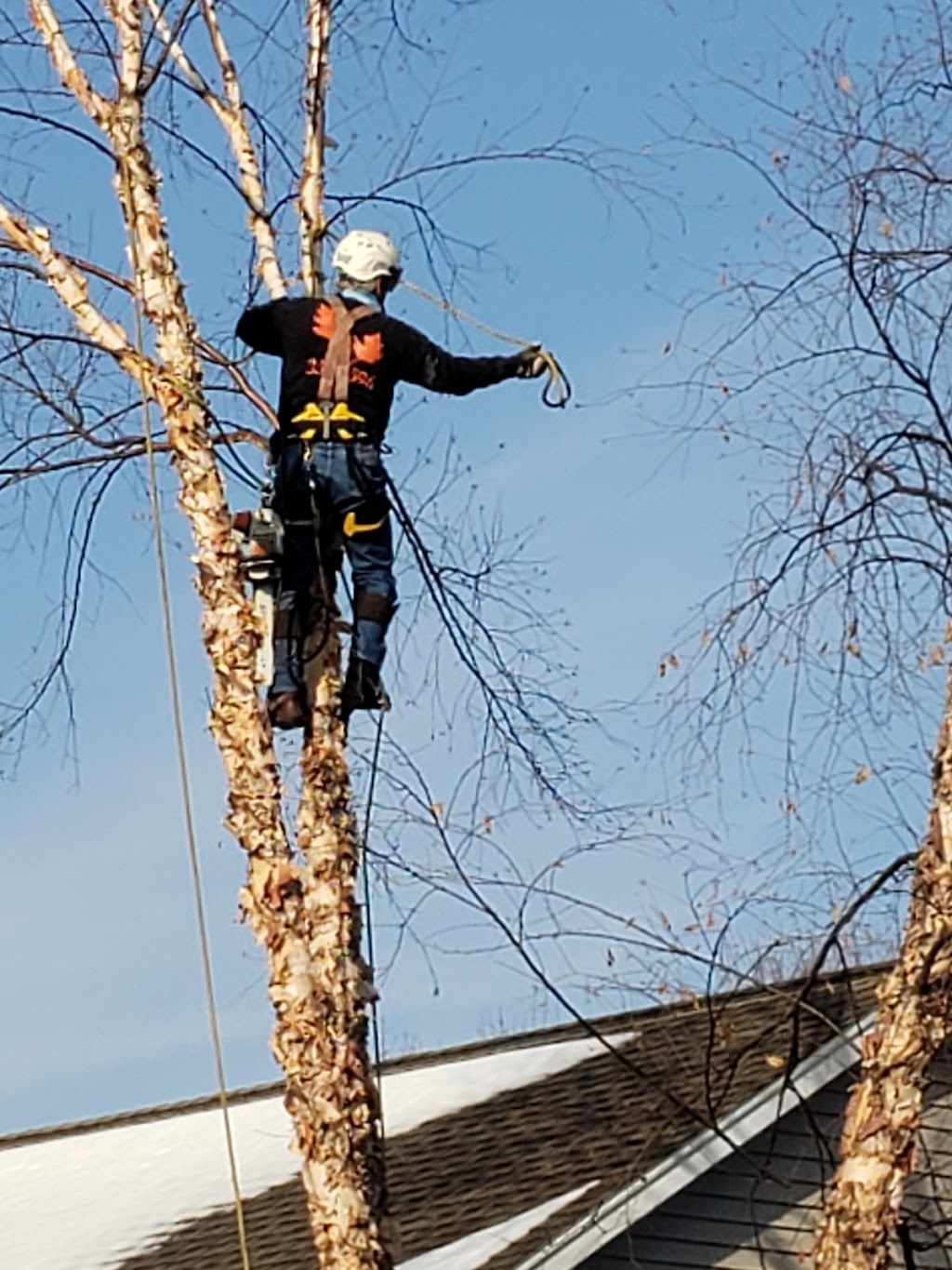  alt='Matt, Aaron, and team are an incredible group of people. Very honest and ethical, with an expert tree removal crew that'