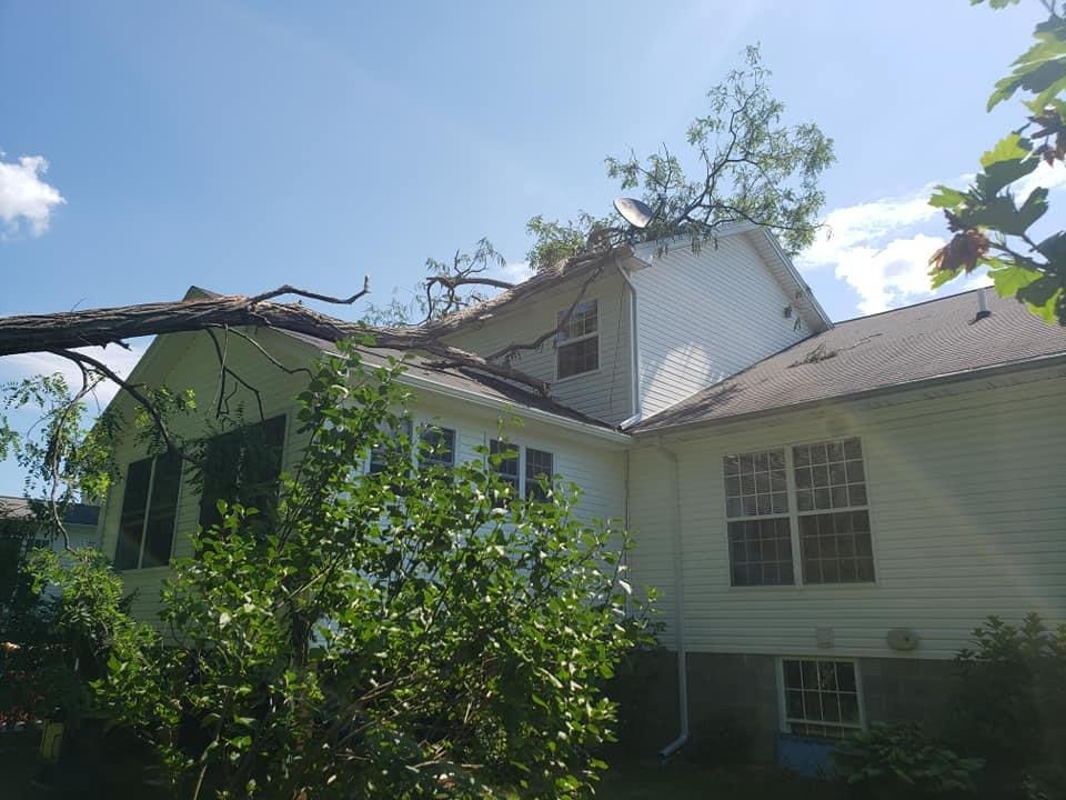 Had some tree work done a few weeks ago, front and back of house. The guys definitely went above and beyond