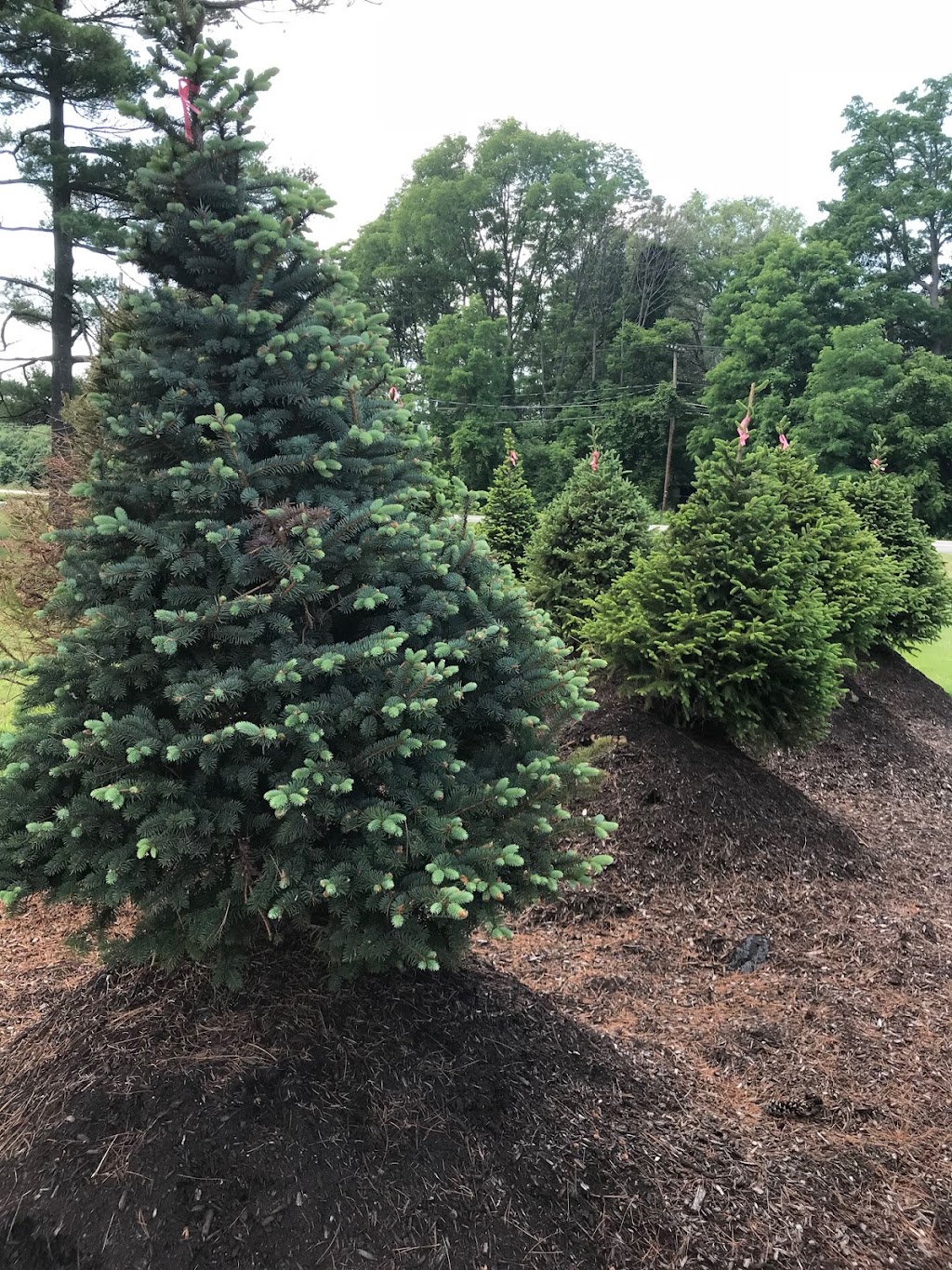  alt='Christmas Trees are excellent quality (healthy with few dry needles, nicely shaped) and a large variety of sizes and tree'