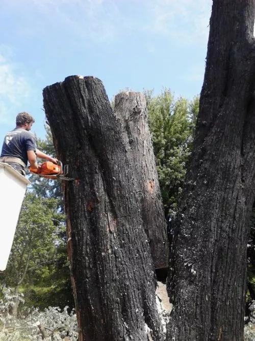 Would not recommend this service at all! We got a quote for cutting down two large cherry trees whose roots were eroded by