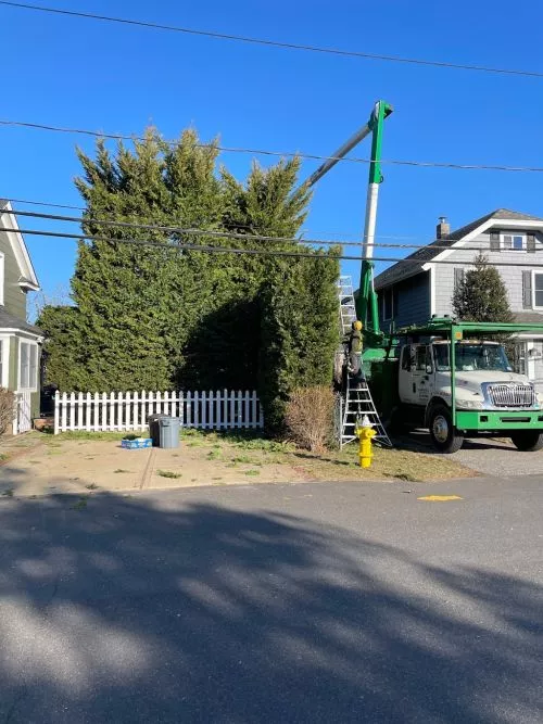 I had an incredible experience with Anderson’s Tree Service. The crew arrived early and before they began working we went