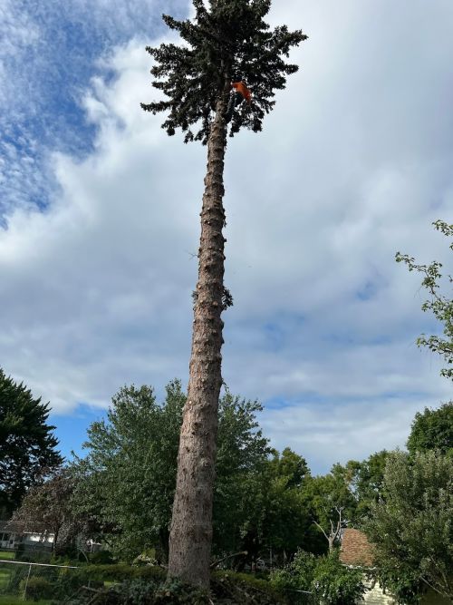  alt='I hired Tim to remove a very Large Maple tree and a Pine Tree along with trimming two other Maple trees'