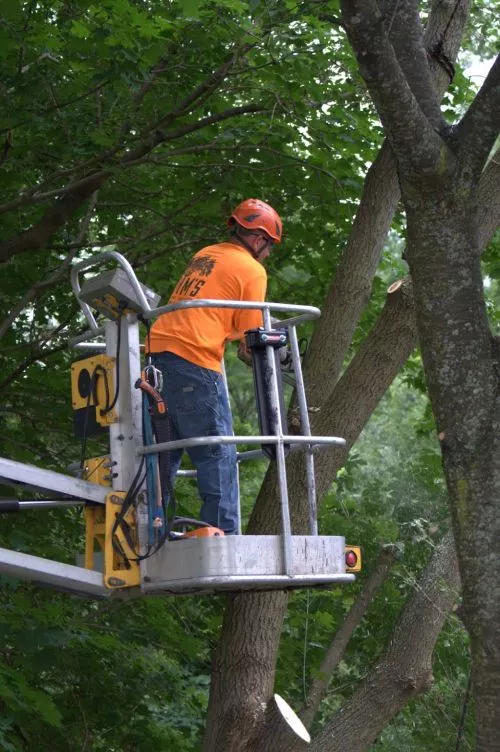 Tim was working at neighbors when I asked if he could give me an estimate for removal of 2 trees