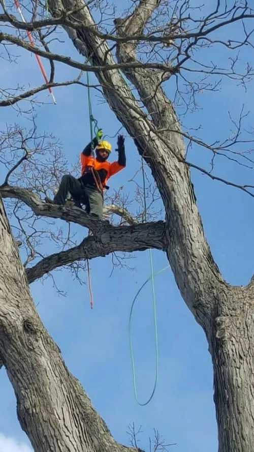 Called on a Sunday to help rescue our cat from a tall tree. She"s been stuck there for a day