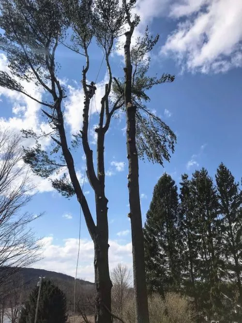 Brandon took on a huge job for us. We had an old/large willow (trunk 8+ foot diameter) taken down, pieced, and carted off