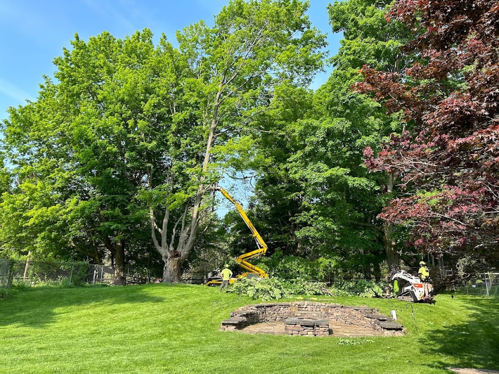 Based on the recommendation of a neighbor, we had Holz Forest and Shade Tree deal with pruning one tree and cabling another