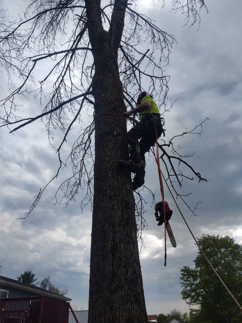  alt='A true family and veteran owned business. Jon took care of 2 very large trees for me that were located 5ft away from two'