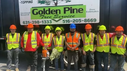 I had an outstanding experience with the Golden Pine tree cutting service