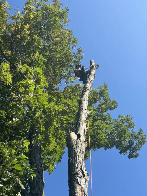 Sean removed a 55-60ft tree from our property line so precisely, it was impressive to watch how expertly and professionally