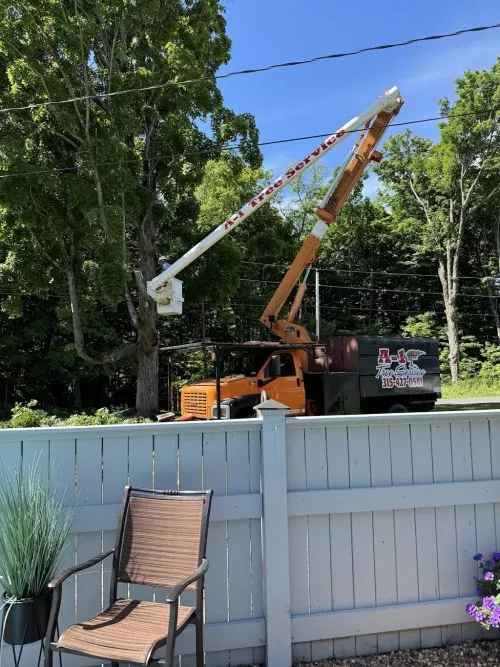 A-1 Tree Service is great!! Harley and his crew were very professional and did a wonderful job, even when the bees appeared