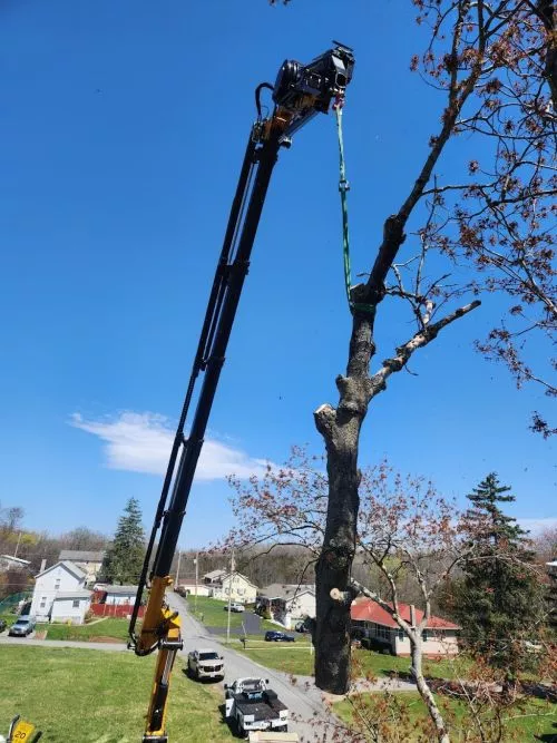 Keith Hughes and his crew did an amazing job trimming and topping three very old (and tall!) maple trees in close proximity