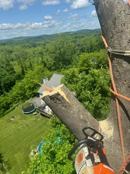 I recently had the pleasure of working with The Tree Crew for some tree services, and I cannot recommend him highly enough