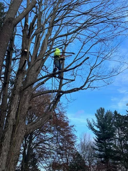 Luke and The Tree Crew are top notch! The Crew always does a fantastic job