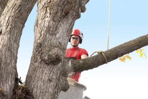 I had my tree removed in my back yard in New York City, these guys did an incredible job. Very professional. 