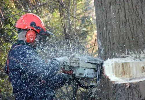 Recently underwent a tree removal project, and the tree service surprised me with their commitment to sustainability