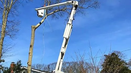 If you need any tree pruning, don’t waste your time. These guys are the best