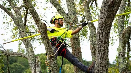 The staff was very accommodating and very knowledgeable, both the arborist and the person doing the spraying