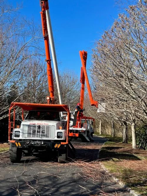 South Shore Tree is a great tree service Company near me. I called and within a day I had a fair estimate and the job was