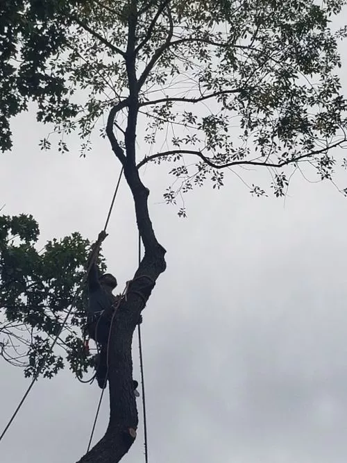 Freeport Tree Service was very professional and very good. The way they drop the branches and the trees are very precise