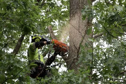 Travis and crew did an amazing job of removing a massive (16-foot circumference) oak tree that was too close to our house