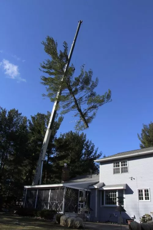 I have hired JJ"s Tree Service now for the fourth time and am finally getting around to posting a review