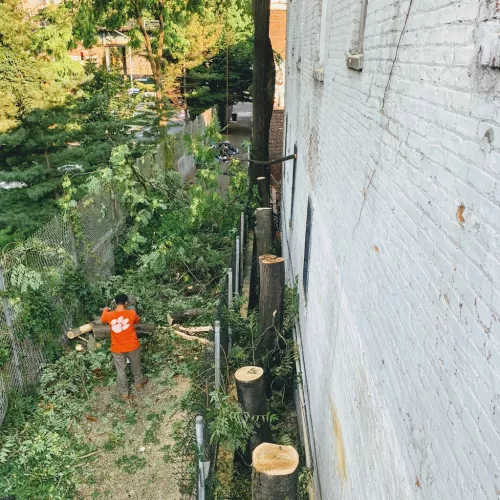 Able Tree Care did an amazing job removing a large tree from the backyard of a townhouse
