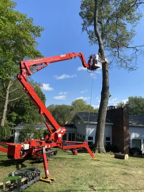 Peter and his crew are amazing. Very professional. If you need trees or stumps removed or trees pruned he’s the guy to call