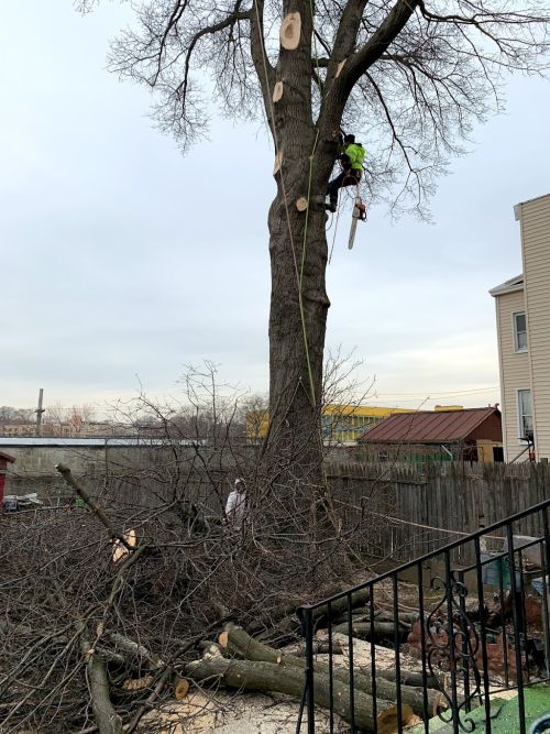  alt='I would highly recommend this company for tree trimming and removal'