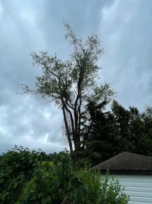 Approx 90 foot tall ash, almost dead and getting dangerous. Red Cedar had the equipment to take it down quickly and cleanly