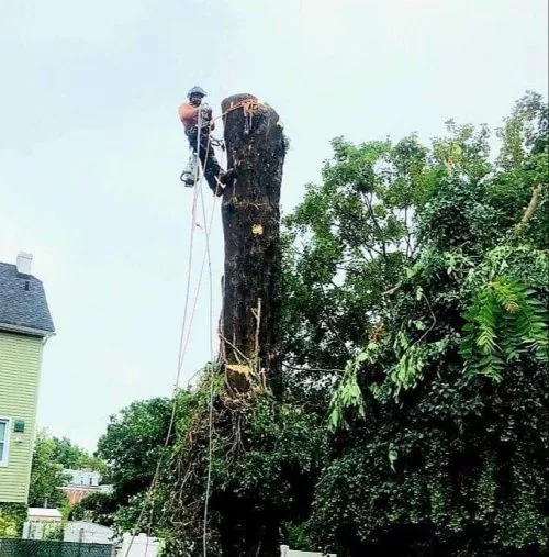 I was putting in a new PVC fence. The neighbor had a fairly large dead tree between our houses