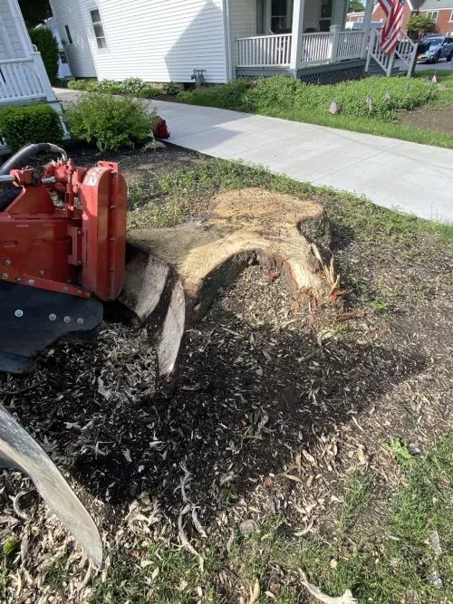 Exceptional service from Ground Zero stump grinding company! Their team efficiently and skillfully removed unsightly stumps
