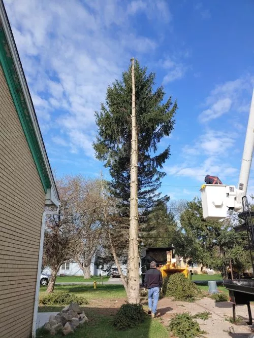 After getting a few estimates to remove a ~70 foot pine about 15 feet off the side of my house they were the best and able