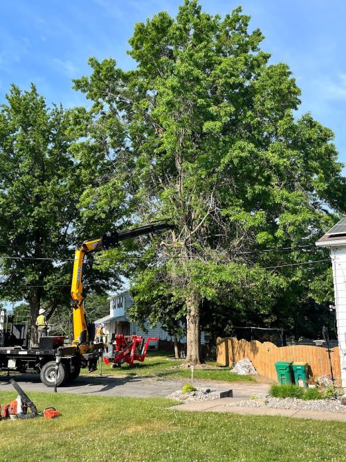  alt='Highly recommend Zalewski Tree Service. Richard and his crew showed up on time, setup was quick and professional'