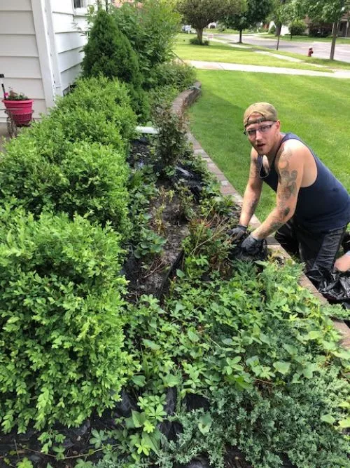 Tony saved the day on our landscaping! What a beautiful job cleaning our beds and edging/ mulching, all seven of our large