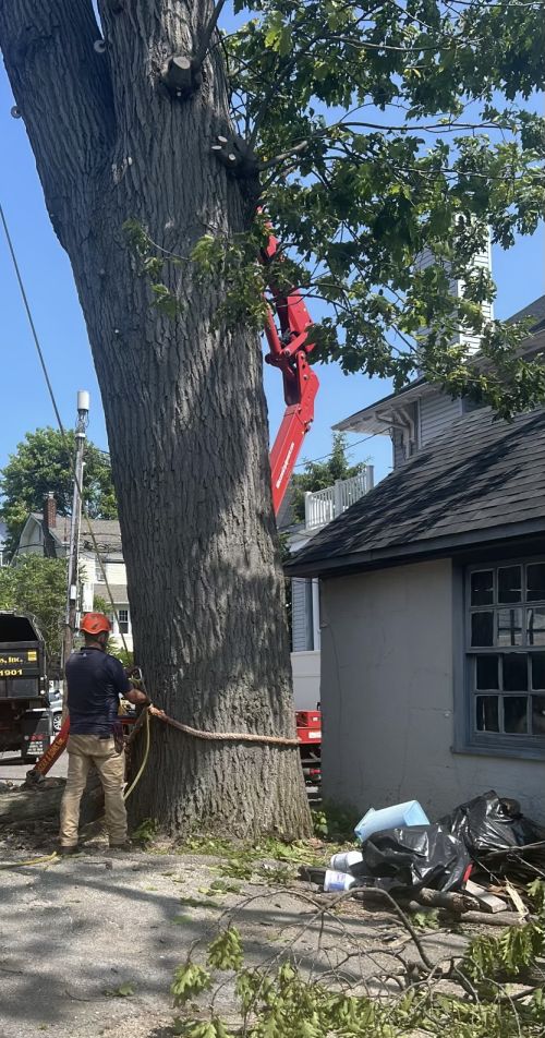  alt='Very professional and thorough tree trimming for our overgrown branches! Will gladly recommend to our friends and neighbors'