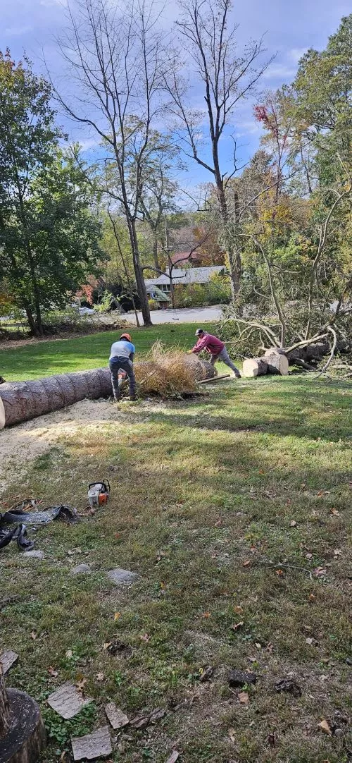 Frank and his team are fantastic. We hired them to remove a massive (~100 foot tall) oak tree, which they handled safely