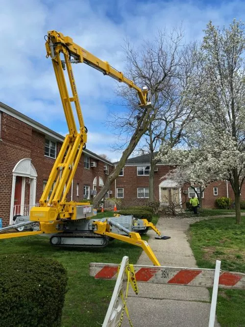 I called Clearview Tree Service to help with removal of several trees from my yard