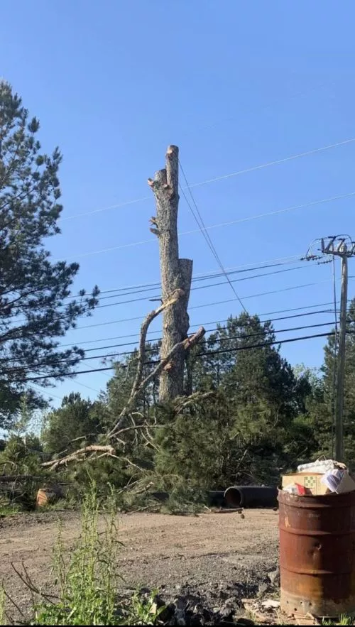 The workmen did a great job. They remove trees, clean up the debris; they were fast, efficient, and very polite