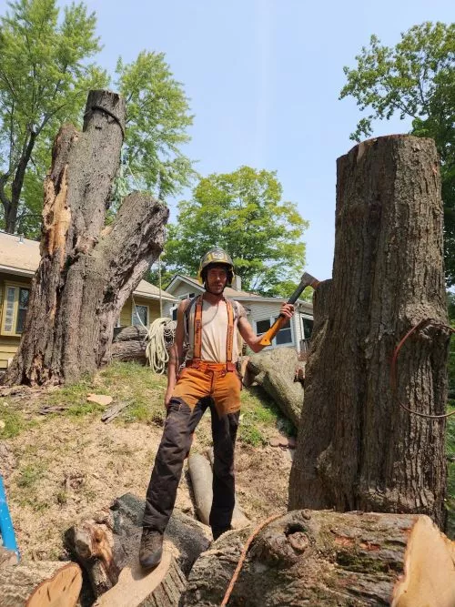 Taiga Woods Tree Care handled a large reduction to my giant willow tree in Hudson, NY