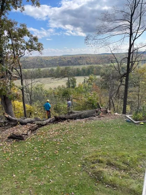 Arsany and his team were extremely careful, fast and effective. I live in a confined backyard and Arsany climbed each tree