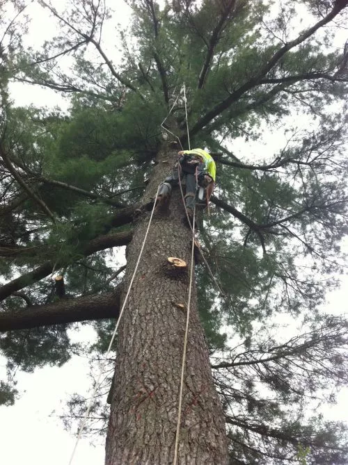 Armin trimmed about 5 big limbs from an oak tree blocking our satellite dish