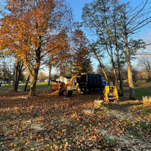 We had an large maple tree taken down. They did a great job. They were very competent at their jobs