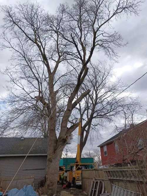 We used Woods yesterday for a huge silver maple with multiple trunks hanging over our house