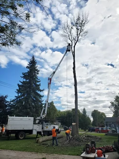 WOOOWWWWW!!!!! Talk about hopping right to it!! These guys came at 8am and were finished with these 80’ tall Canadian Pines