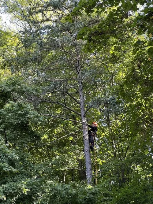 Mauricio and crew did an excellent job at cutting down and removing the tree in our front yard