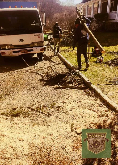 I used Martinez tree services to remove a massive oak tree that was threatening to fall on my house