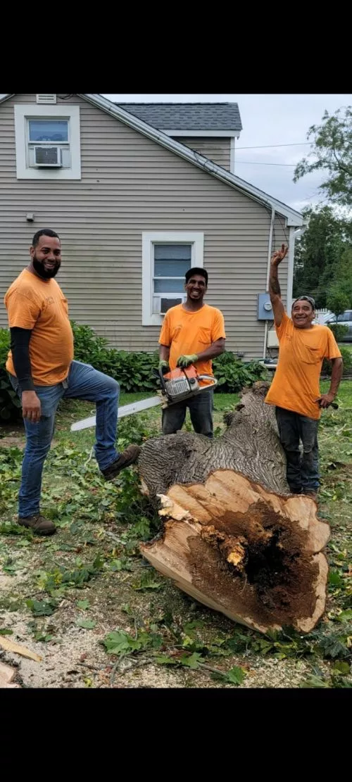 Steve and his guys were great! I had to get 14 trees removed and a couple others topped off in my backyard