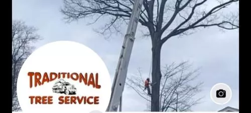 Prompt, professional and polite! I have used Traditional Tree Service repeatedly and Steve is always on time for estimate